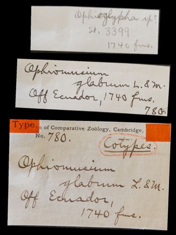 Media type: image;   Invertebrate Zoology OPH-780 Aspect: labels